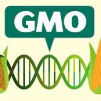 Ethiopia and Genetically Modified Foods (GMO)
